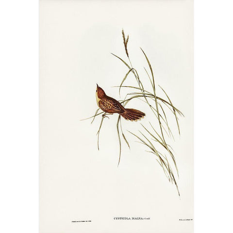 Great Warbler-Cysticola magna Black Modern Wood Framed Art Print with Double Matting by Gould, John