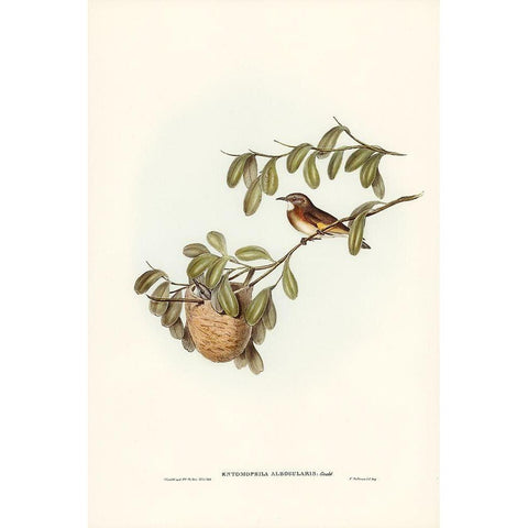 White-throated Honey-eater-Entomophila albogularis White Modern Wood Framed Art Print by Gould, John