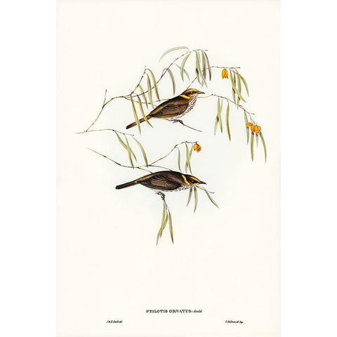 Graceful Honey-eater-Ptilotis ornatus Gold Ornate Wood Framed Art Print with Double Matting by Gould, John