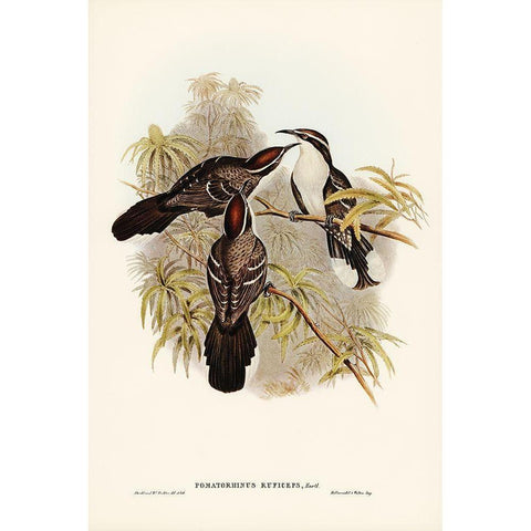 Chestnut-crowned Pomatorhinus-Pomatorhinus ruficeps Gold Ornate Wood Framed Art Print with Double Matting by Gould, John