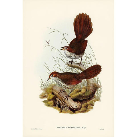 Rufous-headed Bristle-Bird-Sphenura Broadbenti Gold Ornate Wood Framed Art Print with Double Matting by Gould, John