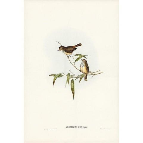 Little Brown Acanthiza-Acanthiza pusilla White Modern Wood Framed Art Print by Gould, John