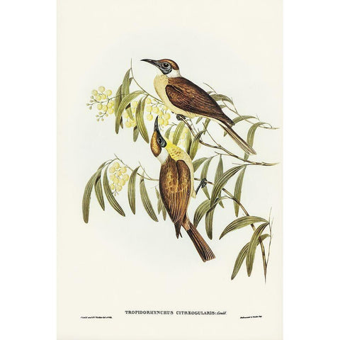 Yellow-throated Friar Bird-Tropidorhynchus citreogularis Gold Ornate Wood Framed Art Print with Double Matting by Gould, John