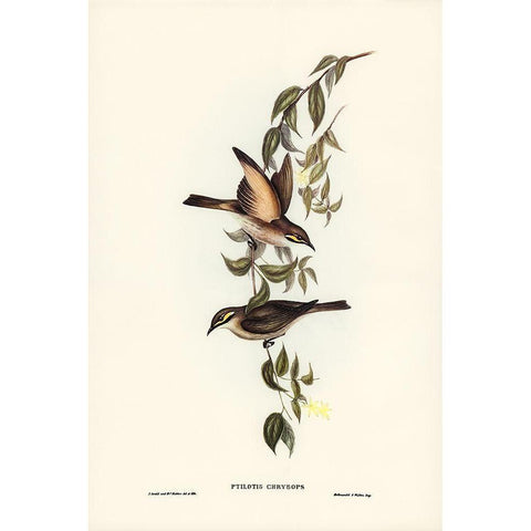 Yellow-faced Honey-eater-Ptilotis chrysops White Modern Wood Framed Art Print by Gould, John