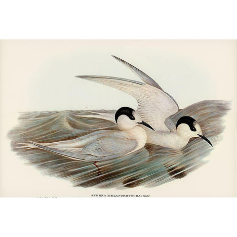 Black-billed Tern-Sterna melanorhyncha White Modern Wood Framed Art Print by Gould, John