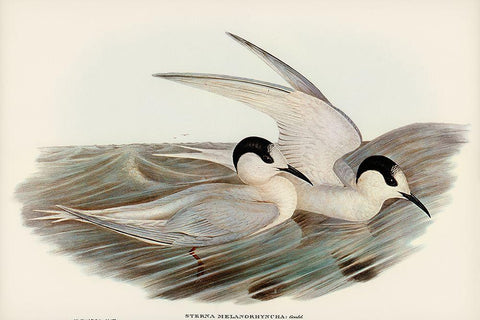 Black-billed Tern-Sterna melanorhyncha Black Ornate Wood Framed Art Print with Double Matting by Gould, John