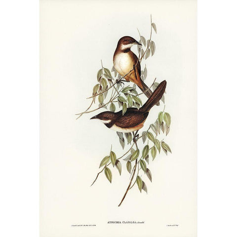 Noisy Brush-bird-Atrichia clamosa Gold Ornate Wood Framed Art Print with Double Matting by Gould, John