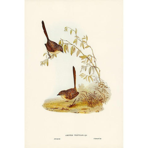 Textile Wren-mytis textilis Black Modern Wood Framed Art Print with Double Matting by Gould, John