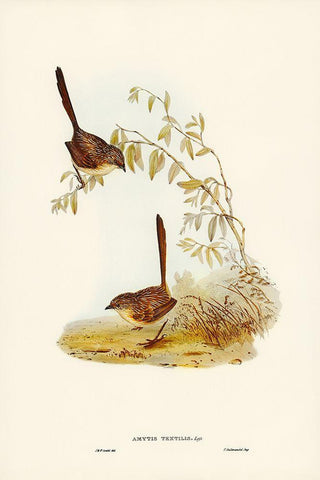 Textile Wren-mytis textilis White Modern Wood Framed Art Print with Double Matting by Gould, John