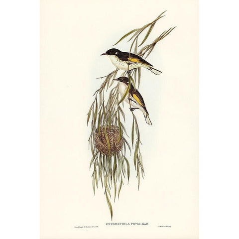 Painted Honey-eater-Entomophila picta Black Modern Wood Framed Art Print with Double Matting by Gould, John