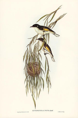 Painted Honey-eater-Entomophila picta Black Ornate Wood Framed Art Print with Double Matting by Gould, John