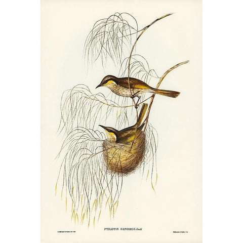 Singing Honey-eater-Ptilotis sonorus Gold Ornate Wood Framed Art Print with Double Matting by Gould, John