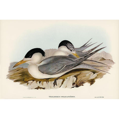 Torres Straits Tern-Thalasseus Pelecanoides White Modern Wood Framed Art Print by Gould, John