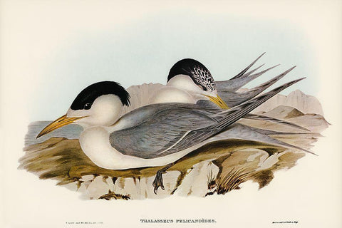 Torres Straits Tern-Thalasseus Pelecanoides Black Ornate Wood Framed Art Print with Double Matting by Gould, John