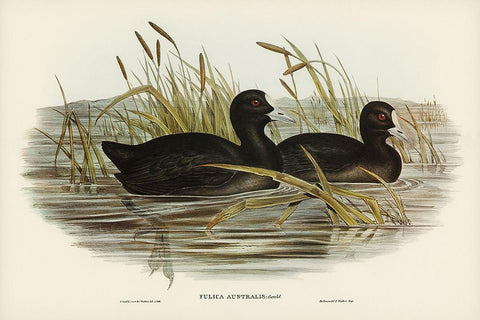 Australian Coot-Fulica Australis White Modern Wood Framed Art Print with Double Matting by Gould, John