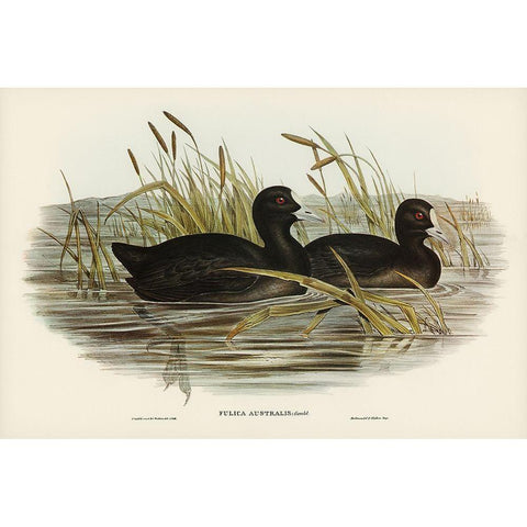 Australian Coot-Fulica Australis White Modern Wood Framed Art Print by Gould, John