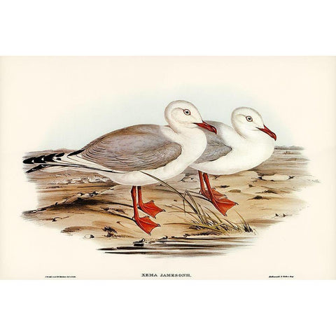 Jamesons Gull-Xema Jamesonii Gold Ornate Wood Framed Art Print with Double Matting by Gould, John