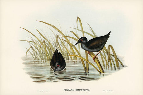 Spotless Gallinule-Porzana immaculata Black Ornate Wood Framed Art Print with Double Matting by Gould, John