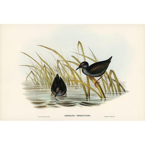 Spotless Gallinule-Porzana immaculata Gold Ornate Wood Framed Art Print with Double Matting by Gould, John