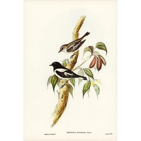 Pied Robin-Petroica bicolor-Swains White Modern Wood Framed Art Print by Gould, John