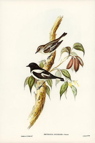 Pied Robin-Petroica bicolor-Swains White Modern Wood Framed Art Print with Double Matting by Gould, John