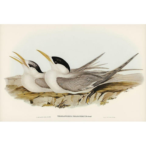 Basss Straits Tern-Thalasseus poliocercus Gold Ornate Wood Framed Art Print with Double Matting by Gould, John