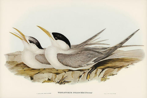 Basss Straits Tern-Thalasseus poliocercus Black Ornate Wood Framed Art Print with Double Matting by Gould, John