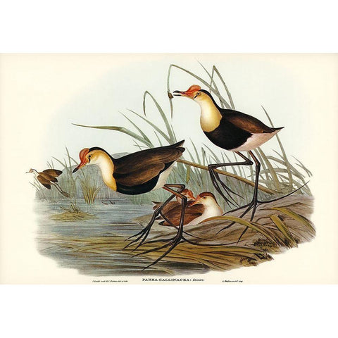 Gallinaceous Parra-Parra gallinacea Gold Ornate Wood Framed Art Print with Double Matting by Gould, John