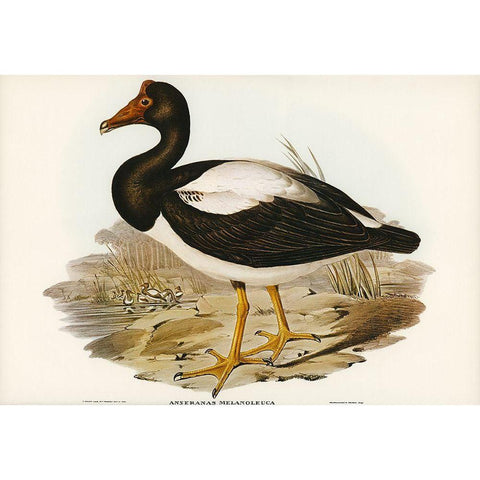 Semipalmated Goose-Anseranas melanoleuca Black Modern Wood Framed Art Print with Double Matting by Gould, John