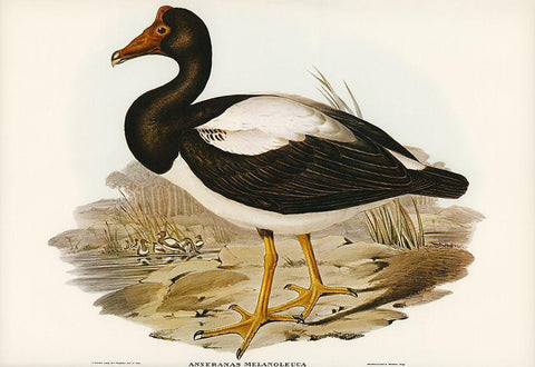 Semipalmated Goose-Anseranas melanoleuca Black Ornate Wood Framed Art Print with Double Matting by Gould, John