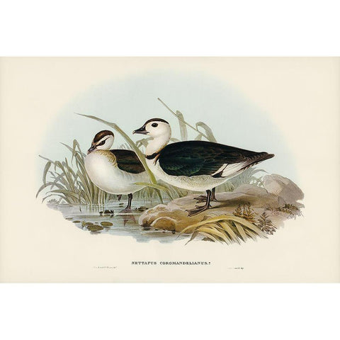 Pygmy Goose-Nettapus Coromandelianus Gold Ornate Wood Framed Art Print with Double Matting by Gould, John