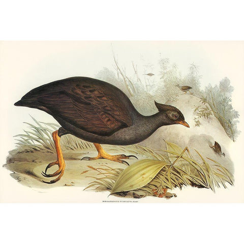 Mound-raising Megapode-Megapodius Tumulus Gold Ornate Wood Framed Art Print with Double Matting by Gould, John