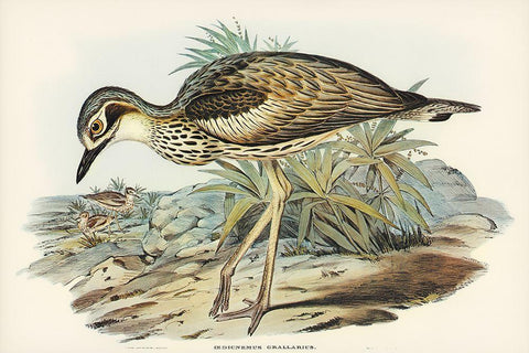 Southern Stone-Plover-Edicnemus grallarius Black Ornate Wood Framed Art Print with Double Matting by Gould, John