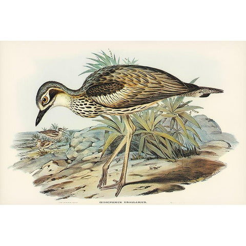 Southern Stone-Plover-Edicnemus grallarius Black Modern Wood Framed Art Print by Gould, John