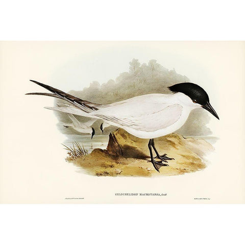 Great-footed Tern-Gelochelidon macrotarsa Gold Ornate Wood Framed Art Print with Double Matting by Gould, John