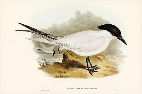 Great-footed Tern-Gelochelidon macrotarsa Black Ornate Wood Framed Art Print with Double Matting by Gould, John