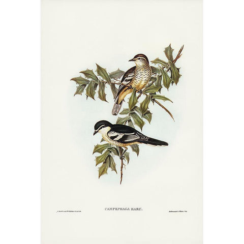 Northern cuckooshrike-Campephaga Karu Black Modern Wood Framed Art Print with Double Matting by Gould, John