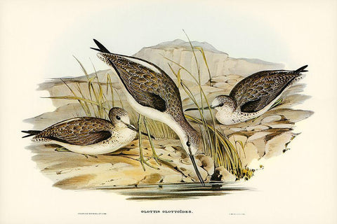 Australian Greenshank-Glottis Glottoides Black Ornate Wood Framed Art Print with Double Matting by Gould, John