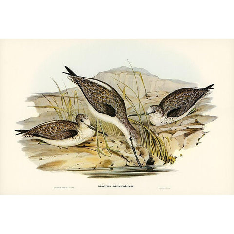 Australian Greenshank-Glottis Glottoides Gold Ornate Wood Framed Art Print with Double Matting by Gould, John