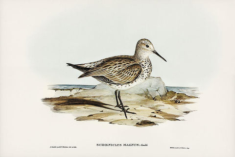 Great Sandpiper-Schoeniclus magnus White Modern Wood Framed Art Print with Double Matting by Gould, John