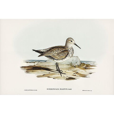 Great Sandpiper-Schoeniclus magnus White Modern Wood Framed Art Print by Gould, John