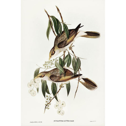 Luteous Honey-eater-Myzantha lutea Black Modern Wood Framed Art Print with Double Matting by Gould, John