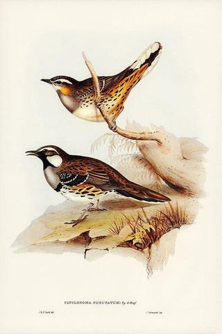 Spotted Groud Thrush-Cinclosoma punctatum Black Ornate Wood Framed Art Print with Double Matting by Gould, John