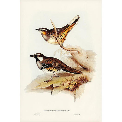 Spotted Groud Thrush-Cinclosoma punctatum White Modern Wood Framed Art Print by Gould, John