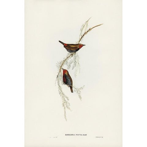 Painted Finch-Emblema picta White Modern Wood Framed Art Print by Gould, John