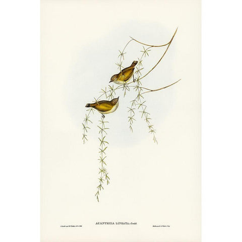 Striated Acanthiza-Acanthiza lineata White Modern Wood Framed Art Print by Gould, John