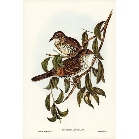 Moutain Thrush-Oreocincla lunulata White Modern Wood Framed Art Print by Gould, John