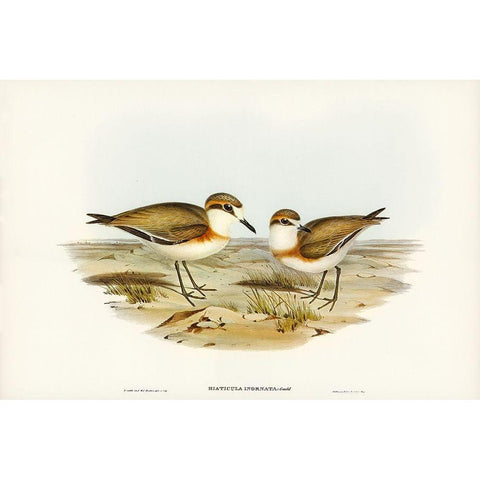 Allied Dottrel-Hiaticula inornata Gold Ornate Wood Framed Art Print with Double Matting by Gould, John