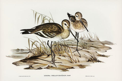 Black-tailed Godwit-Limosa Melanuroides White Modern Wood Framed Art Print with Double Matting by Gould, John