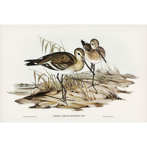 Black-tailed Godwit-Limosa Melanuroides Black Modern Wood Framed Art Print by Gould, John